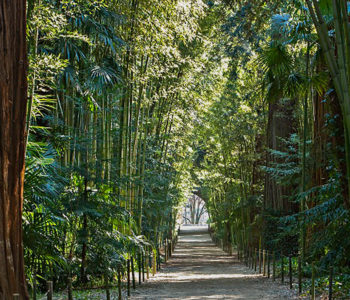 Bamboo Grove